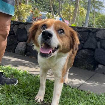 Molly -  Mixed Breed Dog for Adoption in Keaau, Hawaii - Molly | PetCurious