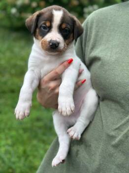 Black Mouth Cur Dogs Available for Adoption in Byrdstown, Tennessee - Motley | PetCurious
