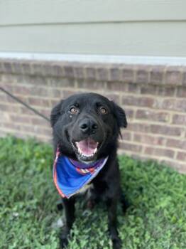 Rescue Labrador Retriever Dogs for Adoption in Dickson, Tennessee - Barkimedes | PetCurious