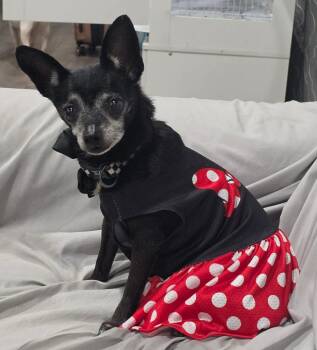 Bella **Foster/ Foster-to-Adopt** -  Chihuahua Dog for Adoption in New York, New York - Bella **Foster/ Foster-to-Adopt** | PetCurious