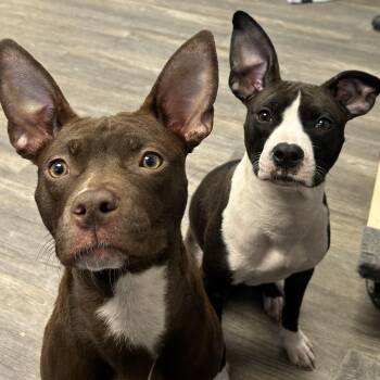 Pit Bull Terrier Dogs Available for Adoption in Spencer, Iowa - Matilda And Eleanor (bonded) | PetCurious