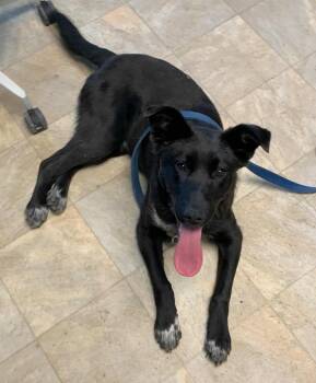 Labrador Retriever and Australian Cattle Dog Blue Heeler Dogs Available for Adoption in Bethel, Alaska - Simba | PetCurious