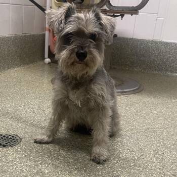 IVHS-Stray-140687 -  Schnauzer and Mixed Breed Dog for Adoption in San Gabriel, California - IVHS-Stray-140687 | PetCurious