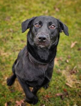 Black Labrador Retriever Dogs Available for Adoption in Bay City, Michigan - Hashbrown | PetCurious