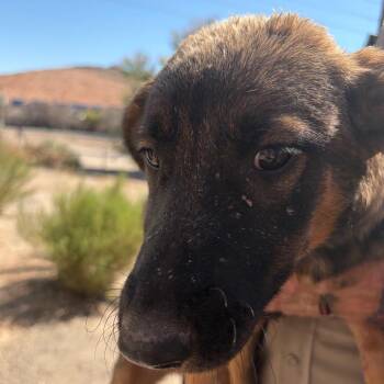 Spice -  Shepherd and Yellow Labrador Retriever Dog for Adoption in Bernalillo, New Mexico - Spice | PetCurious