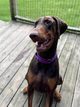 Doberman Pinscher Dogs Available for Adoption in Aurora, Ohio - Chance | PetCurious