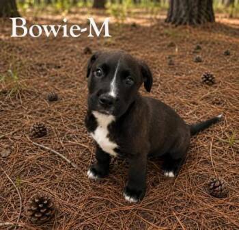 Labrador Retriever and Mixed Breed Dogs Available for Adoption in Albertville, Alabama - Bowie | PetCurious