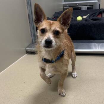 Mr. Tibbles -  Terrier Dog for Adoption in Walnut Creek, California - Mr. Tibbles | PetCurious
