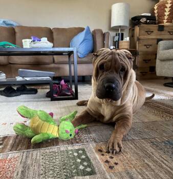 Shar Pei Dogs Available for Adoption - Norma | PetCurious