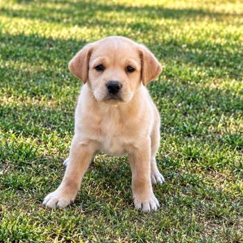 Island Guitar -  Shepherd and Yellow Labrador Retriever Dog for Adoption in Andover, Massachusetts - Island Guitar | PetCurious