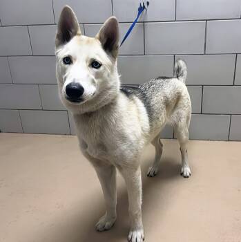 Rescue Mixed Breed Dogs for Adoption in Nashville, Tennessee - Danika | PetCurious