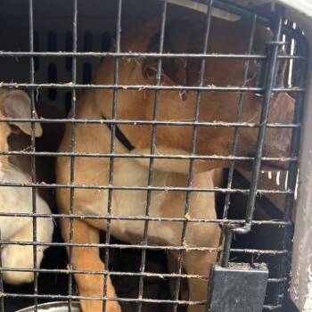 Terrier Dogs Available for Adoption - Lubbock | PetCurious