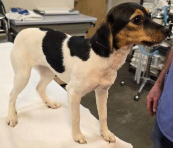 Beagle and Rat Terrier Dogs Available for Adoption in Murphysboro, Illinois - Maggie | PetCurious