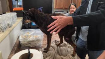 Pierre -  Mixed Breed Dog for Adoption in Cincinnati, Ohio - Pierre | PetCurious