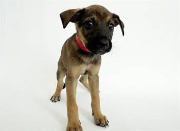 KRISPY -  Terrier Dog for Adoption in Brentwood, Missouri - KRISPY | PetCurious