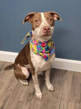 Lady Bug -  Cattle Dog and Mixed Breed Dog for Adoption in Divide, Colorado - Lady Bug | PetCurious