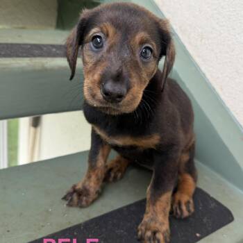Pele -  Mixed Breed Dog for Adoption in Keaau, Hawaii - Pele | PetCurious