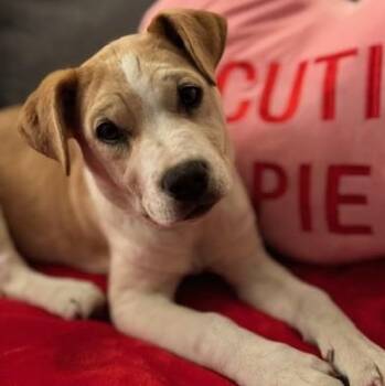 Carolina Dog and Anatolian Shepherd Dogs Available for Adoption - Gin Spirits | PetCurious