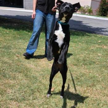 Teeter -  Pit Bull Terrier and Black Labrador Retriever Dog for Adoption in Broken Arrow, Oklahoma - Teeter | PetCurious