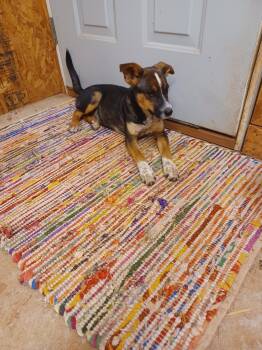 Rescue Hound Dogs for Adoption in Shelbyville, Tennessee - Morticia | PetCurious