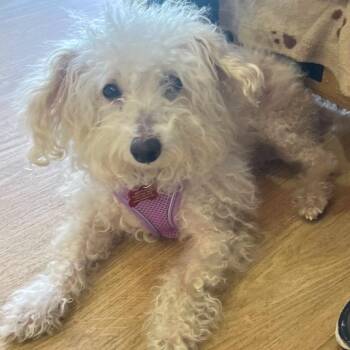 Floatie 14341 -  Miniature Poodle Dog for Adoption in San Francisco, California - Floatie 14341 | PetCurious
