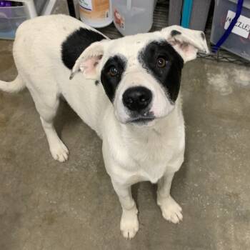 Rescue Cattle Dog and Mixed Breed Dogs for Adoption in Washburn, Missouri - Trailblazer Tess | PetCurious