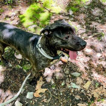 Rescue Pit Bull Terrier Dogs for Adoption in Lyndhurst, Virginia - Artemis | PetCurious