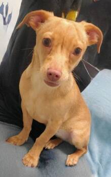 Chihuahua Dogs Available for Adoption in Lake City, Michigan - Gigi (7022) | PetCurious