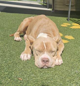 Terrier Dogs Available for Adoption - Emma | PetCurious