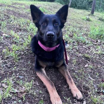 Katy -  German Shepherd Dog Dog for Adoption in Richmond, Virginia - Katy | PetCurious