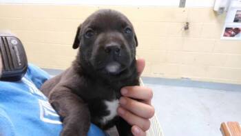 BLACK -  Labrador Retriever and Pit Bull Terrier Dog for Adoption in Tulsa, Oklahoma - BLACK | PetCurious