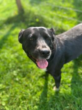 Lilliy ( 1.5 yo, 50lbs) -  Hound and Labrador Retriever Dog for Adoption in Hinton, West Virginia - Lilliy ( 1.5 Yo, 50lbs) | PetCurious
