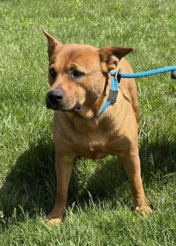 Australian Cattle Dog Blue Heeler Dogs Available for Adoption in Springfield, Illinois - Freyja | PetCurious