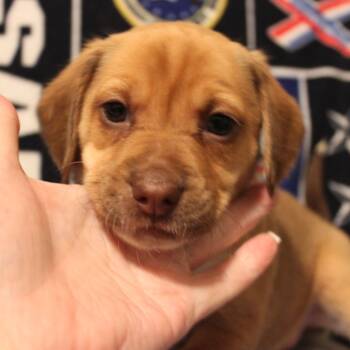 Rescue Plott Hound Dogs for Adoption in St. Peters, Missouri - Blair | PetCurious