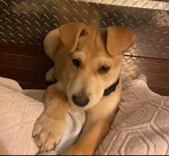 Labrador Retriever Dogs Available for Adoption - Snack Wrap  | PetCurious