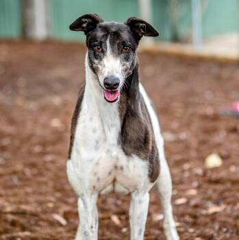 Greyhound Dogs Available for Adoption in Seattle, Washington - Bob | PetCurious