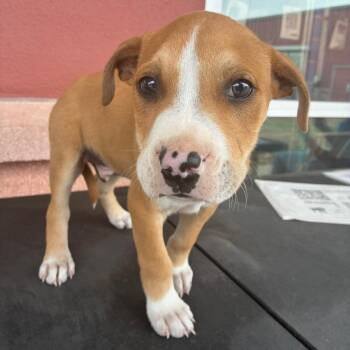 American Staffordshire Terrier Dogs Available for Adoption in San Antonio, Texas - Dominic | PetCurious
