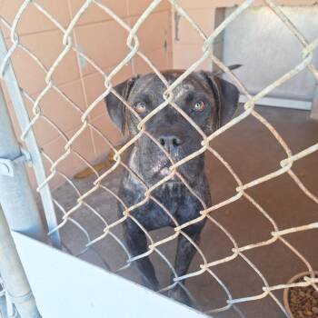 Bunny Bread -  Boxer Dog Available for Adoption in Gautier, Mississippi - Bunny Bread | PetCurious