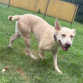 Isla -  German Shepherd Dog and Mixed Breed Dog for Adoption in Cabot, Arkansas - Isla | PetCurious