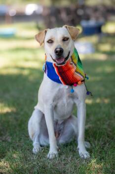 Zara -  Labrador Retriever Dog for Adoption in Santa Rosa, California - Zara | PetCurious