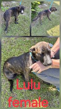 Lulu -  Mountain Cur Dog for Adoption in Manchester, Connecticut - Lulu | PetCurious