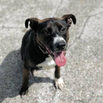 Terrier Dogs Available for Adoption in Seguin, Texas - Brookie | PetCurious