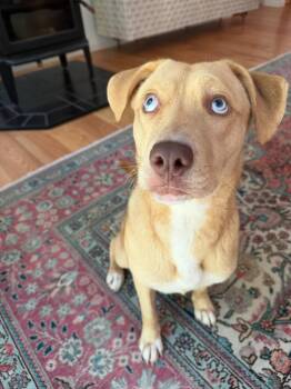 Sassy -  Mixed Breed Dog for Adoption in Vassalboro, Maine - Sassy | PetCurious