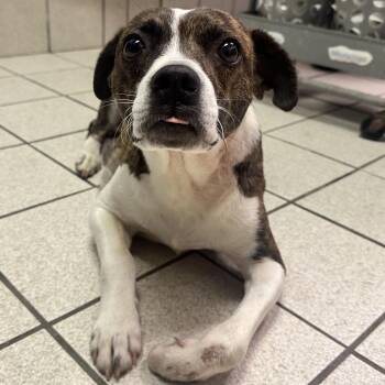 Mixed Breed Dogs Available for Adoption - Marnie | PetCurious