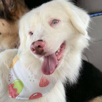 Australian Shepherd Dogs Available for Adoption in Dysart, Iowa - Helen | PetCurious