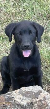 Rescue Black Labrador Retriever Dogs for Adoption in Calera, Alabama - Black Lab Puppies | PetCurious