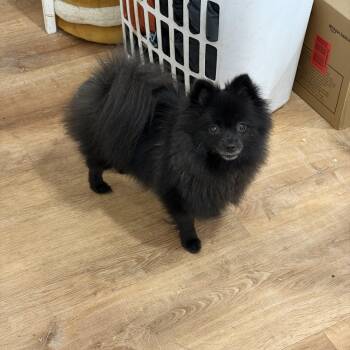 Chanel -  Pomeranian Dog for Adoption in Corona, California - Chanel | PetCurious