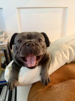 Cousin -  French Bulldog and Pug Dog for Adoption in West Hollywood, California - Cousin | PetCurious