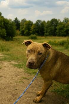Rescue Pit Bull Terrier Dogs for Adoption in Holly Springs, Mississippi - Redman | PetCurious