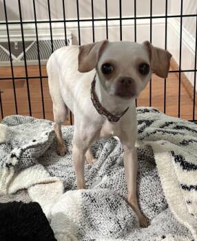 Rescue Chihuahua Dogs for Adoption in Lexington, Kentucky - Tabitha | PetCurious